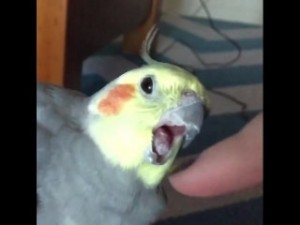 Создать мем: орущий попугай корелла, говорящий попугай, попугай корелла