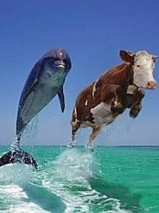 Create meme: Dolphin funny, Dolphin and cow, Dolphin
