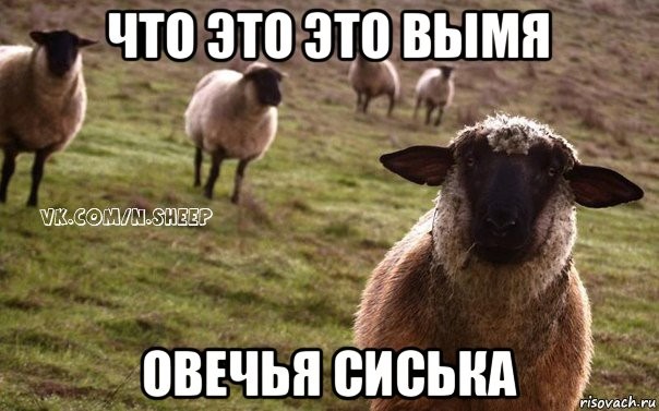 Create meme: The naive sheep meme, sheep meme, sheep 