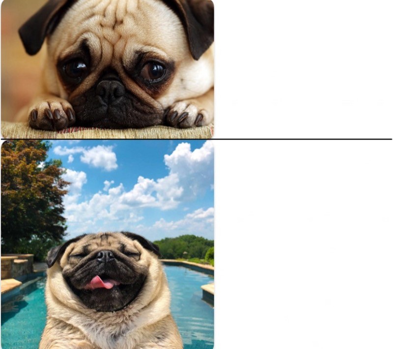 Create meme: pug pug, the pug is cheerful, dog pug 