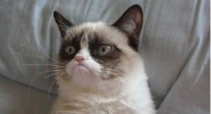 Create meme: memes 2013, popular cats, grumpy cat