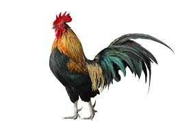 Create meme: the rooster crows on a white background, the cock bird, rooster
