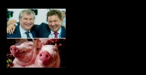 Create meme: pig, pig