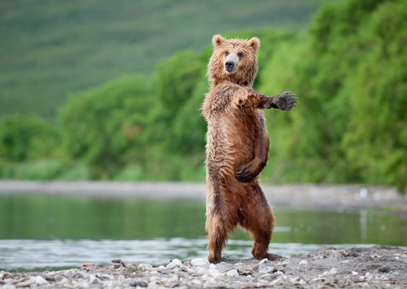 Create meme: bear , funny animals , the trick 