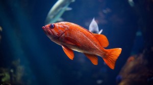 Создать мем: рыба красного цвета, оранжевая рыбка, рыбка красная