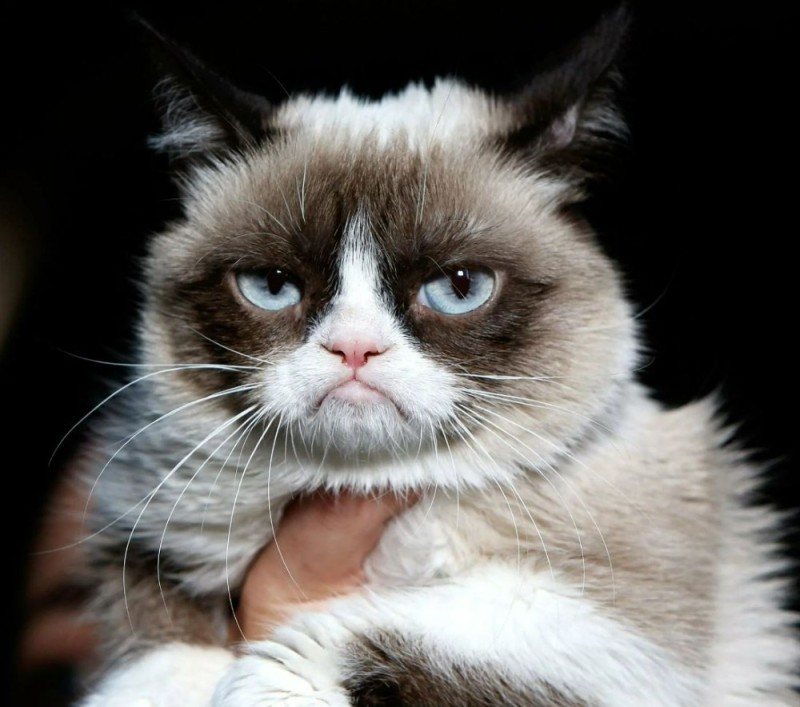 Create meme: unhappy cat , grumpy cat , angry cat meme