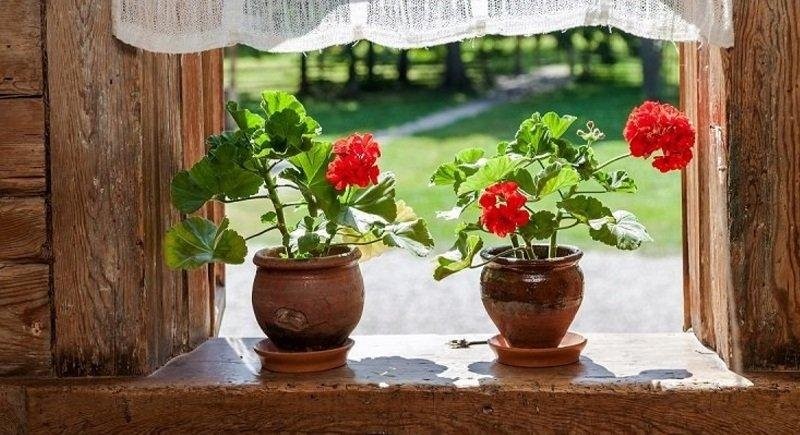 Create meme: geranium on the windowsill, geranium on the window, indoor geranium