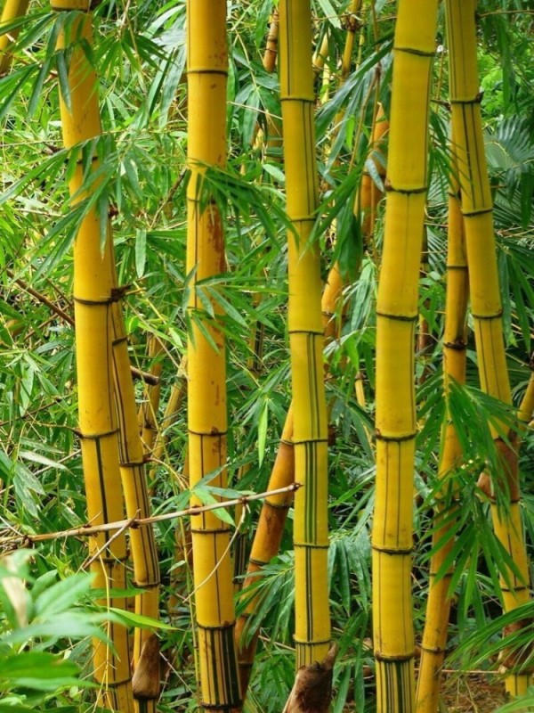 Создать мем: бамбук дарахти, стебель бамбука, бамбук широшима