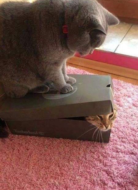 Создать мем: забавные животные, кошка, кот в маленькой коробке