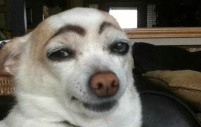 Create meme: a dog with black eyebrows, a dog with painted eyebrows, white dog with eyebrows
