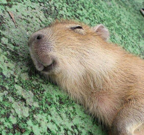 Create meme: angry capybara, the capybara is large, cute capybara