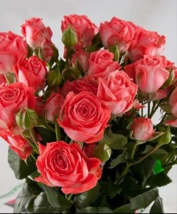 Создать мем: роза кустовая zadique, красивые розы фото с днем рождения, цветы красивые розы