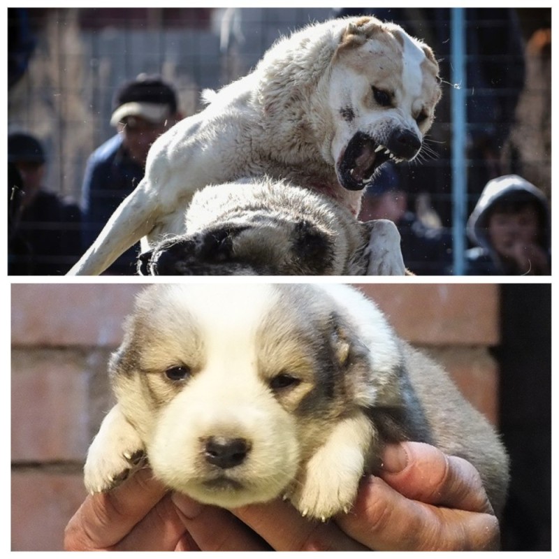 Create meme: central asian shepherd puppies, alabai central Asian shepherd, dog Central Asian shepherd