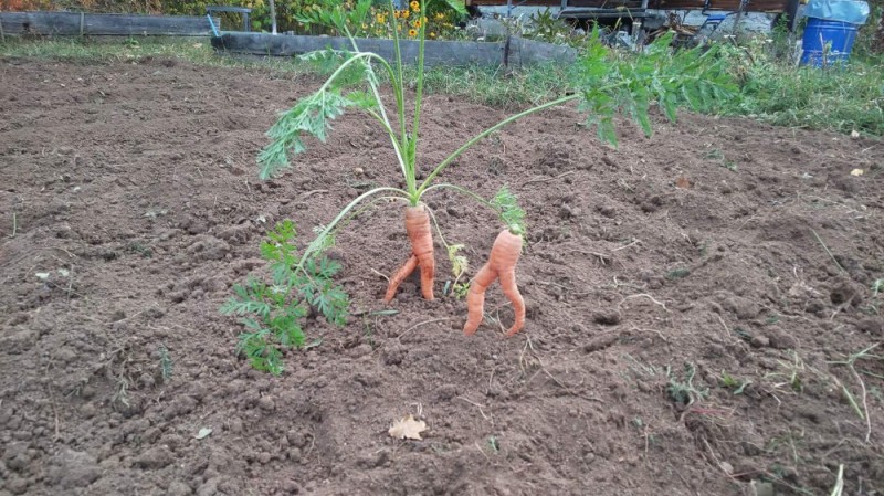 Создать мем: самовыкапывающаяся морковь, корень моркови, заячья морковка растение