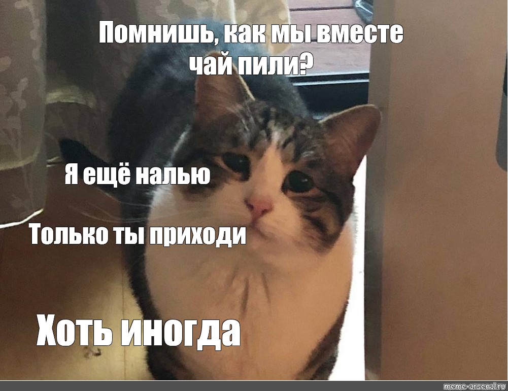 Кот приход. Котик ты приезжай хоть иногда. Кот заходи хоть иногда. Кот Мем. Мемы с котиками.