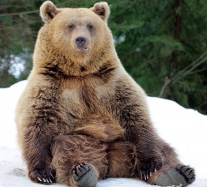 Создать мем: бурый медведь (лат. ursus arctos), медведь, медведь коричневый