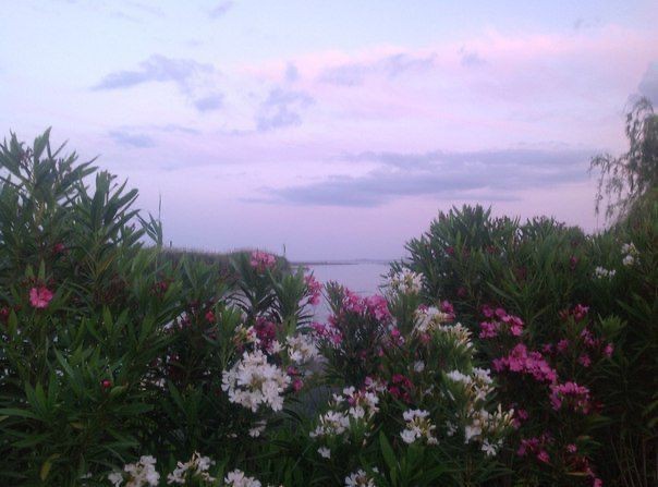 Create meme: oleander bush in Abkhazia, picturesque landscape, beautiful landscapes with water