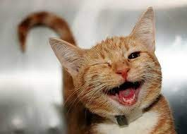 Создать мем: улыбка кошки, радостный кот, смешные коты