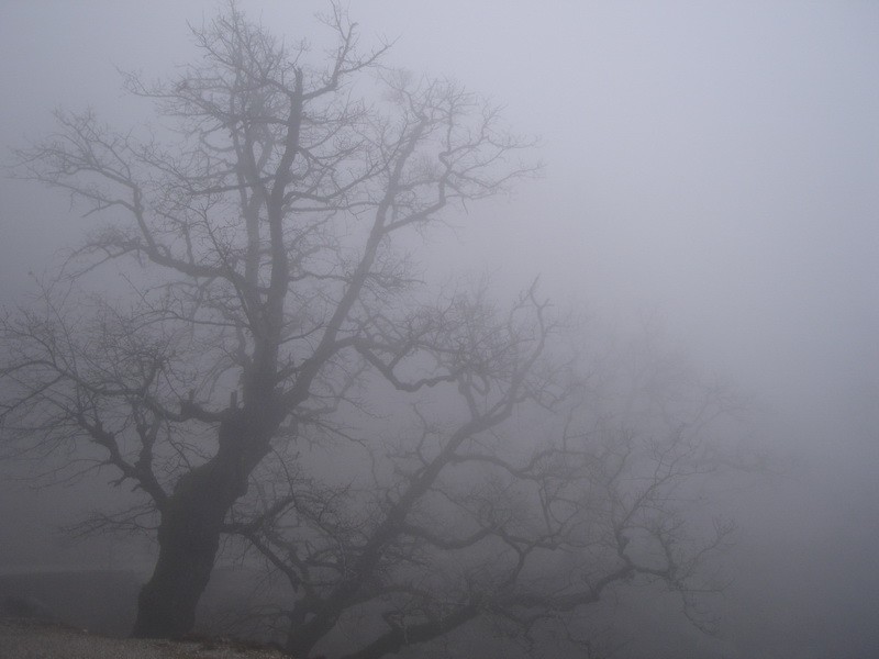Create meme: in the creeping fog, misty shaft, trees in the fog
