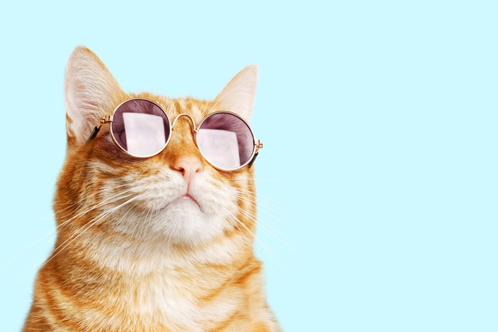 Создать мем: котики, кот в солнечных очках, кот