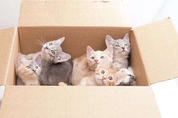 Создать мем: коробка с котятами, котята в коробке, котята