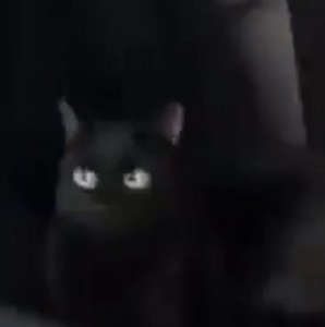 Создать мем: кот ржака, basement cat, черная кошка в профиль
