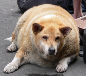 Create meme: thick dog, fat dog