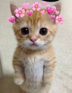 Create meme: seals, cute kittens, cats are cute
