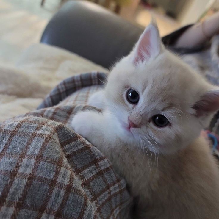 Create meme: cute beige cat, cute cats , british cream kitten