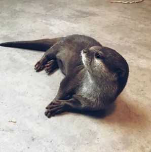 Create meme: monster otter, otter pictures, otter home