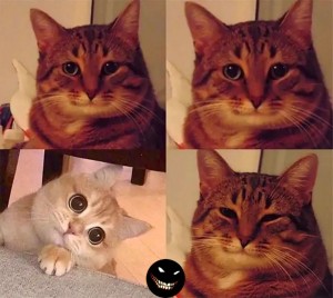 Create meme: memes with cats, cat meme, cat