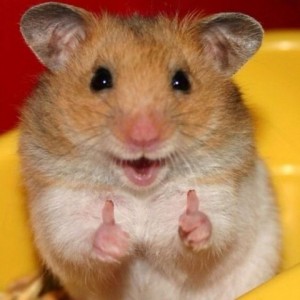 Create meme: hamster cute, hamster, funny hamsters