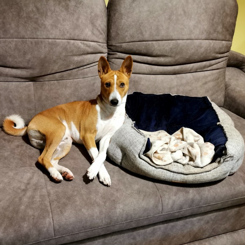 Create meme: basenji dogs, puppies Basenji, basenji dog breed