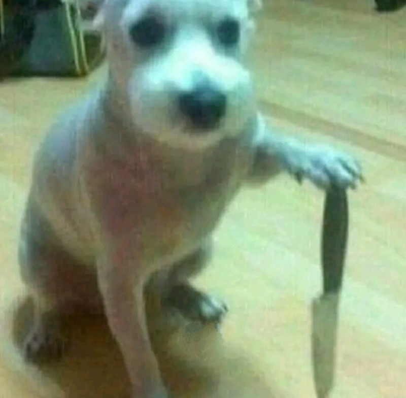 Create meme: staffordshire terrier dog, dog male, staff puppy