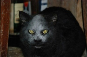Создать мем: кот исчадие ада, страшные черные коты, черный котик