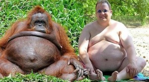 Create meme: fat animals, fat monkey