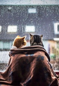 Создать мем: нет повести печальнее на свете чем повесть о холодном мокром лете, cat cute, без кота и жизнь не та