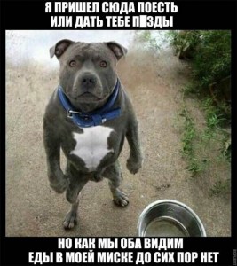 Create meme: dog joke, very funny pictures stuff with the label, amstaff fun