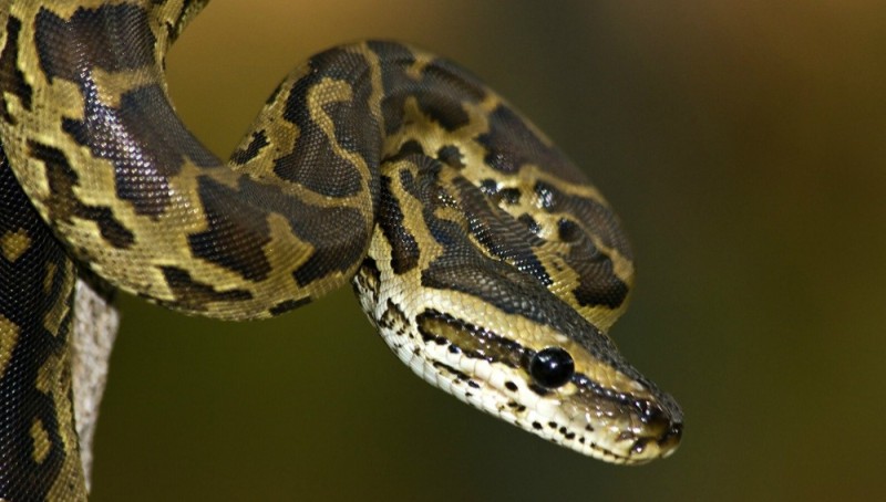 Create meme: spotted snake, python snake, spotted ringed python