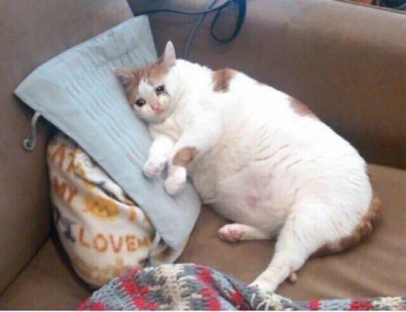 Создать мем: толстый кот плачет, жирный кот мем, толстый кот