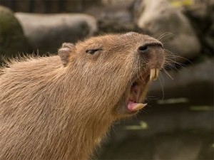 Create meme: the largest rodent is the capybara, a pet capybara, the capybara