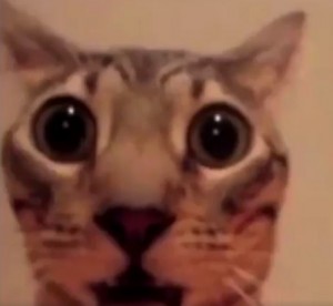 Create meme: meme cat, funny cat, scared cat meme