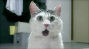 Create meme: the surprised cat, funny cats, surprised cat