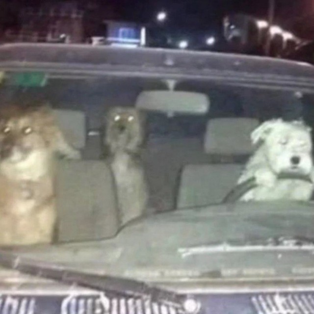 Create meme: dog behind the wheel, the dog in the car meme, the dog is driving