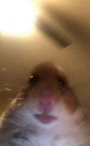 Create meme: meme hamster, hamster, meme hamster looking at the camera