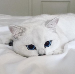 Создать мем: белый кот, белый кот с голубыми глазами, белая кошка с голубыми глазами
