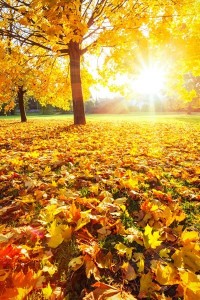 Create meme: autumn leaves, Sunny autumn, foliage autumn