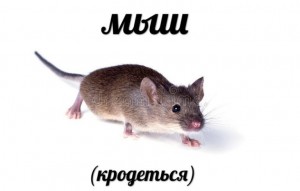 Создать мем: мыш, мышь крадется оригинал, мышь крадется