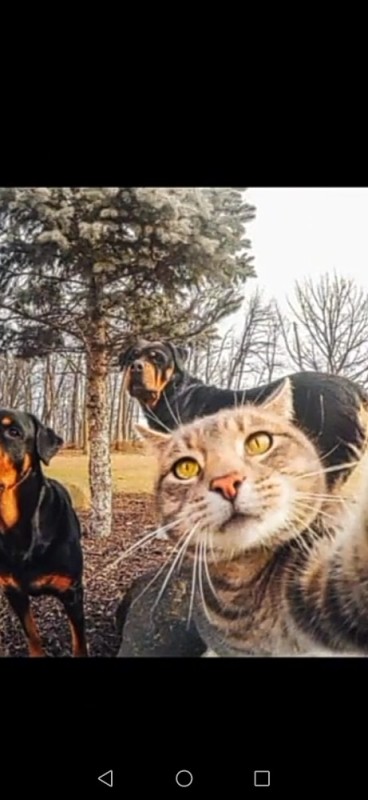 Создать мем: кот и ротвейлеры селфи, кот делает селфи, селфи кота