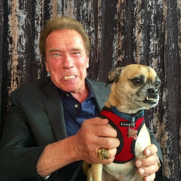 Create meme: Arnold Schwarzenegger , schwarzenegger the dog, the terminator Arnold Schwarzenegger